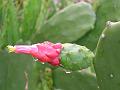 Cochineal Cactus
