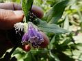 Comfrey