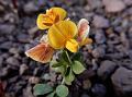 Common Birdsfoot Trefoil