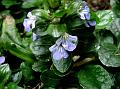 Common Bugleweed
