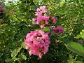 Common Crape Myrtle