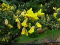 Common Gorse