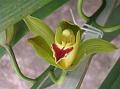 Common Green Cymbidium