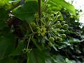 Common Ivy
