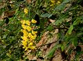 Common Laburnum