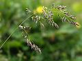 Common Meadow Grass