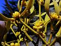 Common Mistletoe