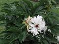 Common Peony