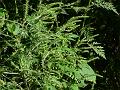 Common Ragweed