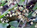 Common Smilax