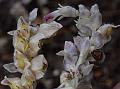 Common Toothwort