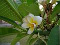 Common White Frangipani