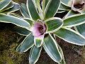 Concentric Neoregelia