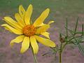Coreopsis Moonbeam