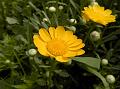 Corn Marigold