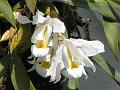 Crested Coelogyne
