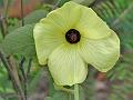 Croton Leaf Mysore Mallow