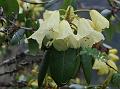 Curved-Fruit Rhododendron