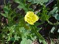 Cutleaf Evening Primrose