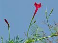 Cypress Vine