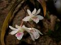 Deccan Dendrobium