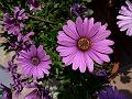 Deep Purple African Daisy