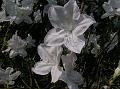Delaware Valley White Azalea