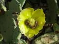 Delicate Prickly Pear