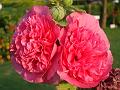 Double Hollyhock