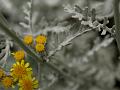 Dusty Miller
