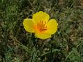 Dwarf California Poppy