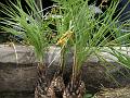 Dwarf Date Palm