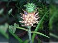 Dwarf Pineapple