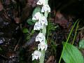 Dwarf Rattlesnake Plantain