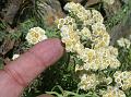 Eared-Leaf Pearly Everlasting