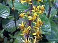 East-Asian Ligularia