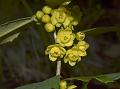 East-Himalayan Barberry