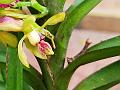 East-Himalayan Vanda
