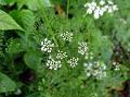 East-Himalayan Water Dropwort