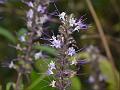 East-Indian Shrub-Mint
