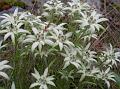 Edelweiss