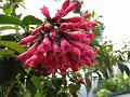 Elegant Cestrum
