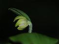Elegant Slipper Orchid