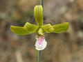 Epidendrum Eulophia