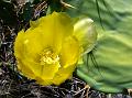 Erect Prickly Pear