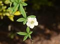 Five-Fingered Morning Glory