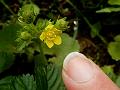 Five-Leaf Cinquefoil