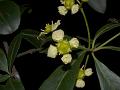 Fleshy-Flowered Spindle Tree