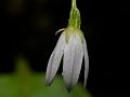 Fleshy-Stem Bellflower