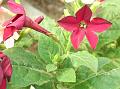 Flowering Tobacco